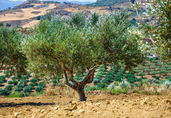 Experience Authentic Crete Olive Yards
