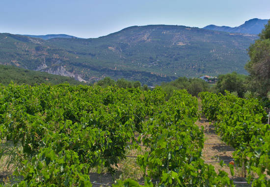 Experience Authentic Crete Vineyards
