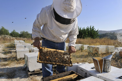 Experience Authentic Crete Bee Keeper